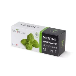 Castorama Lingot® Menthe Marocaine Bio Pour Potager Véritable®